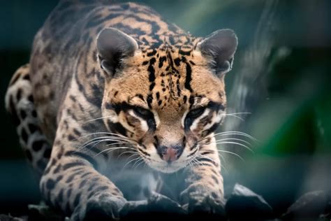 do ocelots make good pets|More.